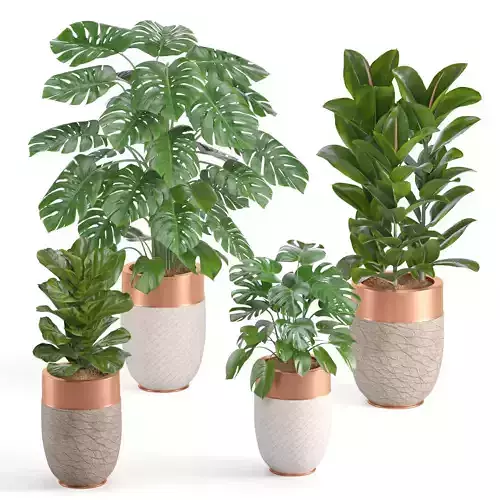 Indoor Plant Set07 3D model