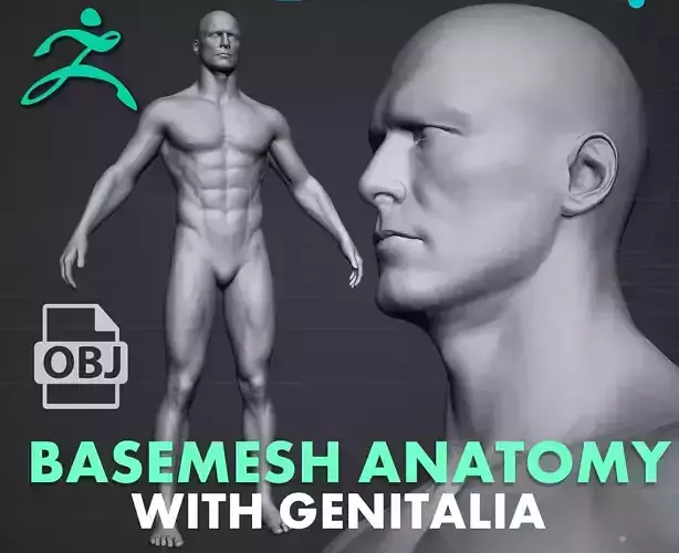 Basemesh Anatomy Male