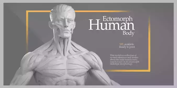 Ectomorph Human Body - STL