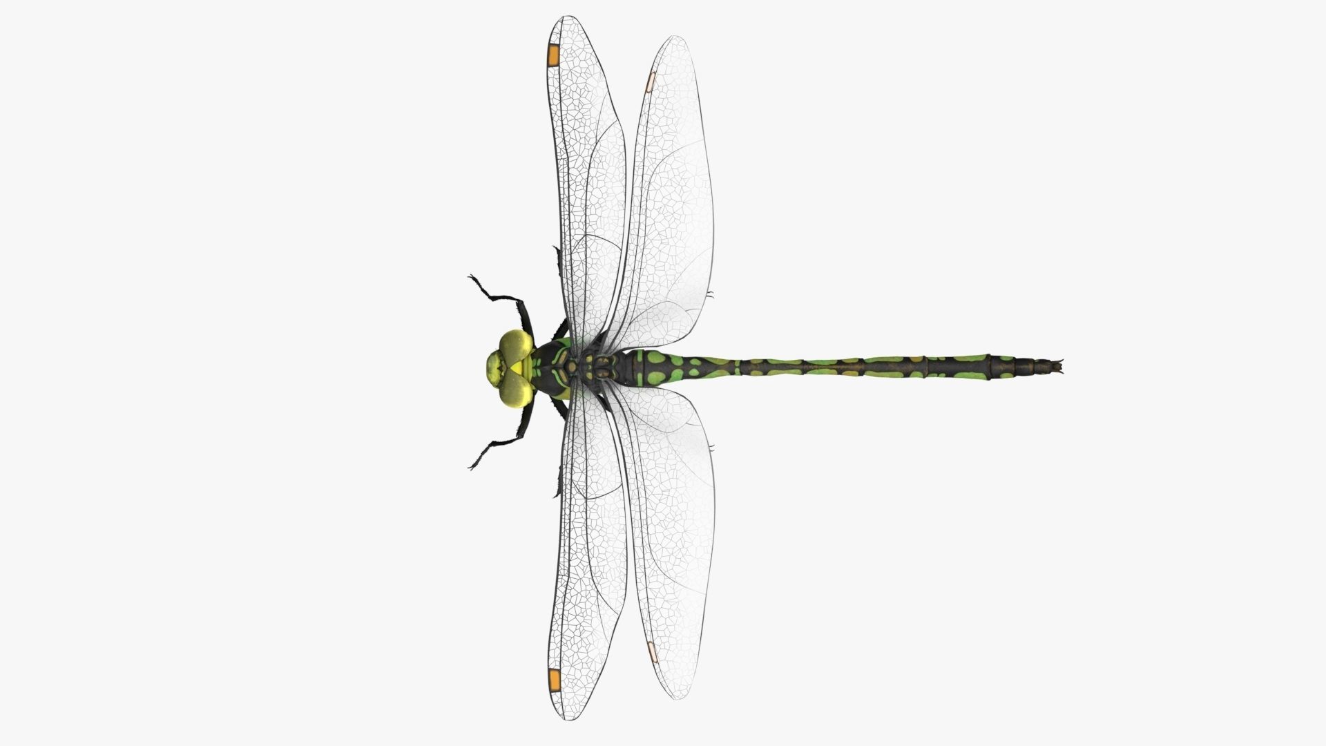 Dragon Fly  Low-poly 3D model_3