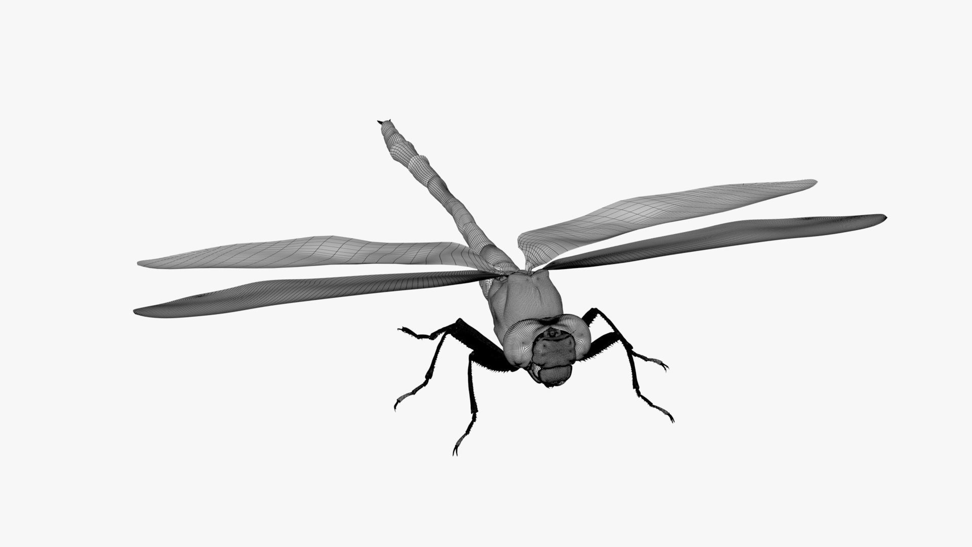 Dragon Fly  Low-poly 3D model_13
