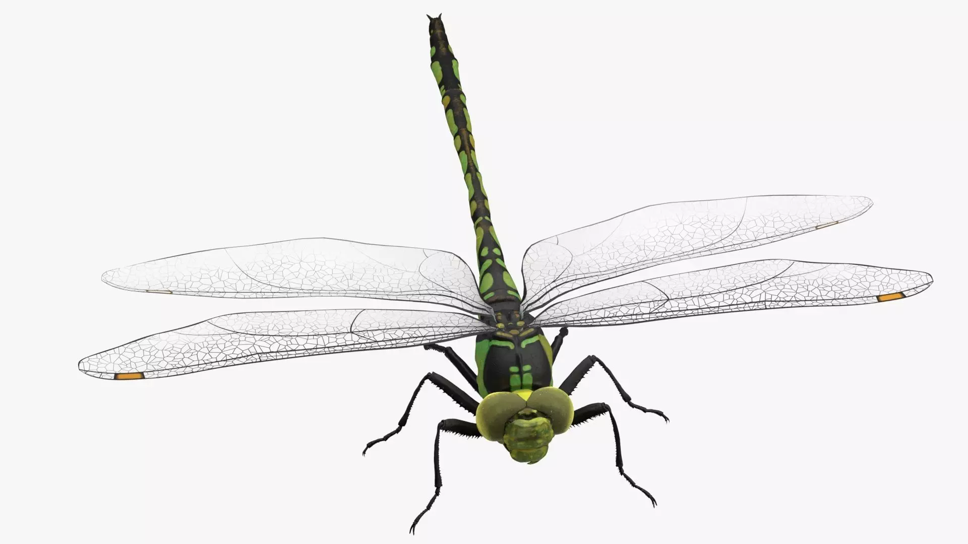 Dragon Fly  Low-poly 3D model_0