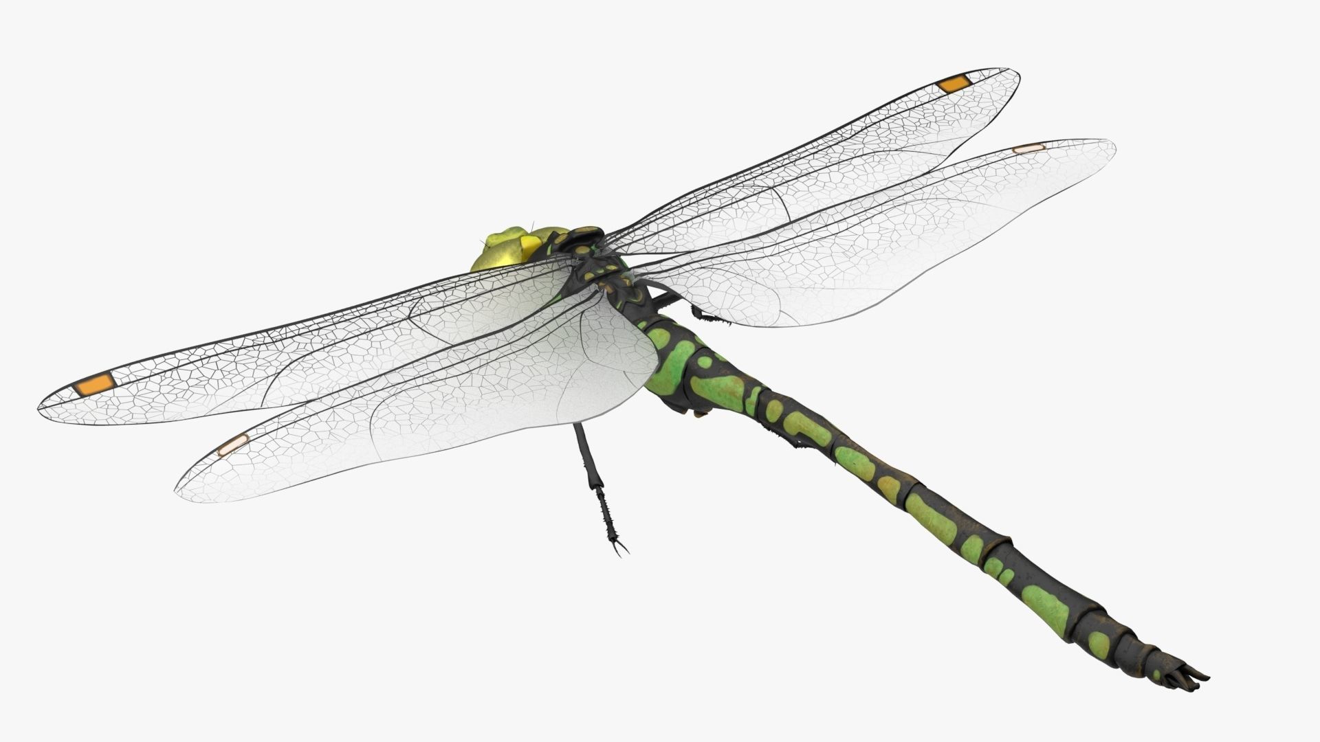 Dragon Fly  Low-poly 3D model_6