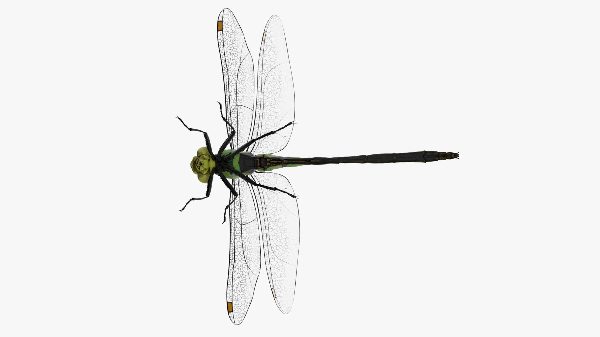 Dragon Fly  Low-poly 3D model_5