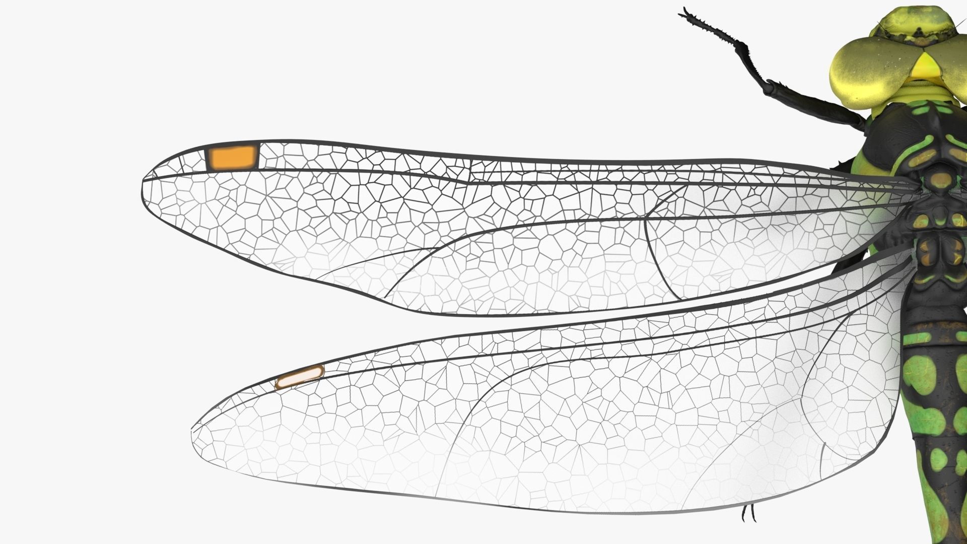 Dragon Fly  Low-poly 3D model_9