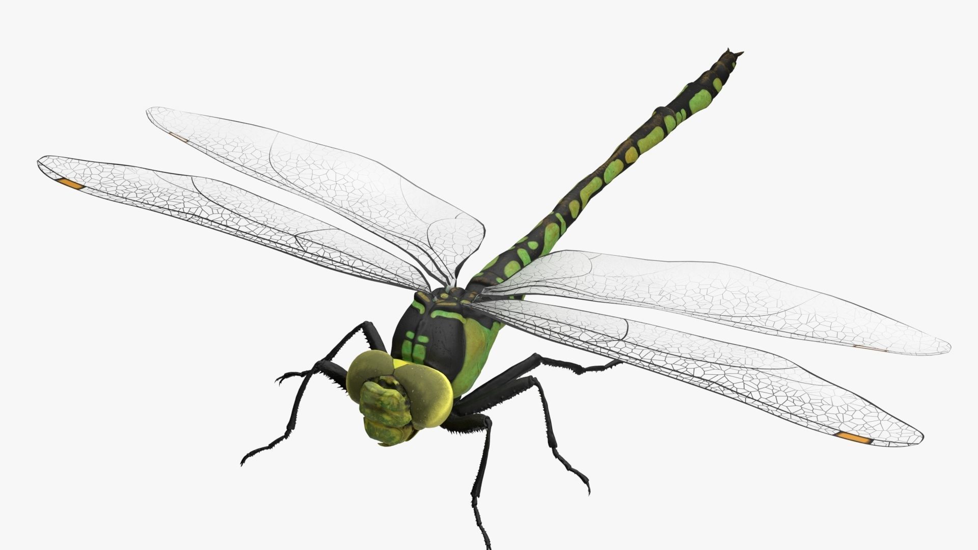 Dragon Fly  Low-poly 3D model_2