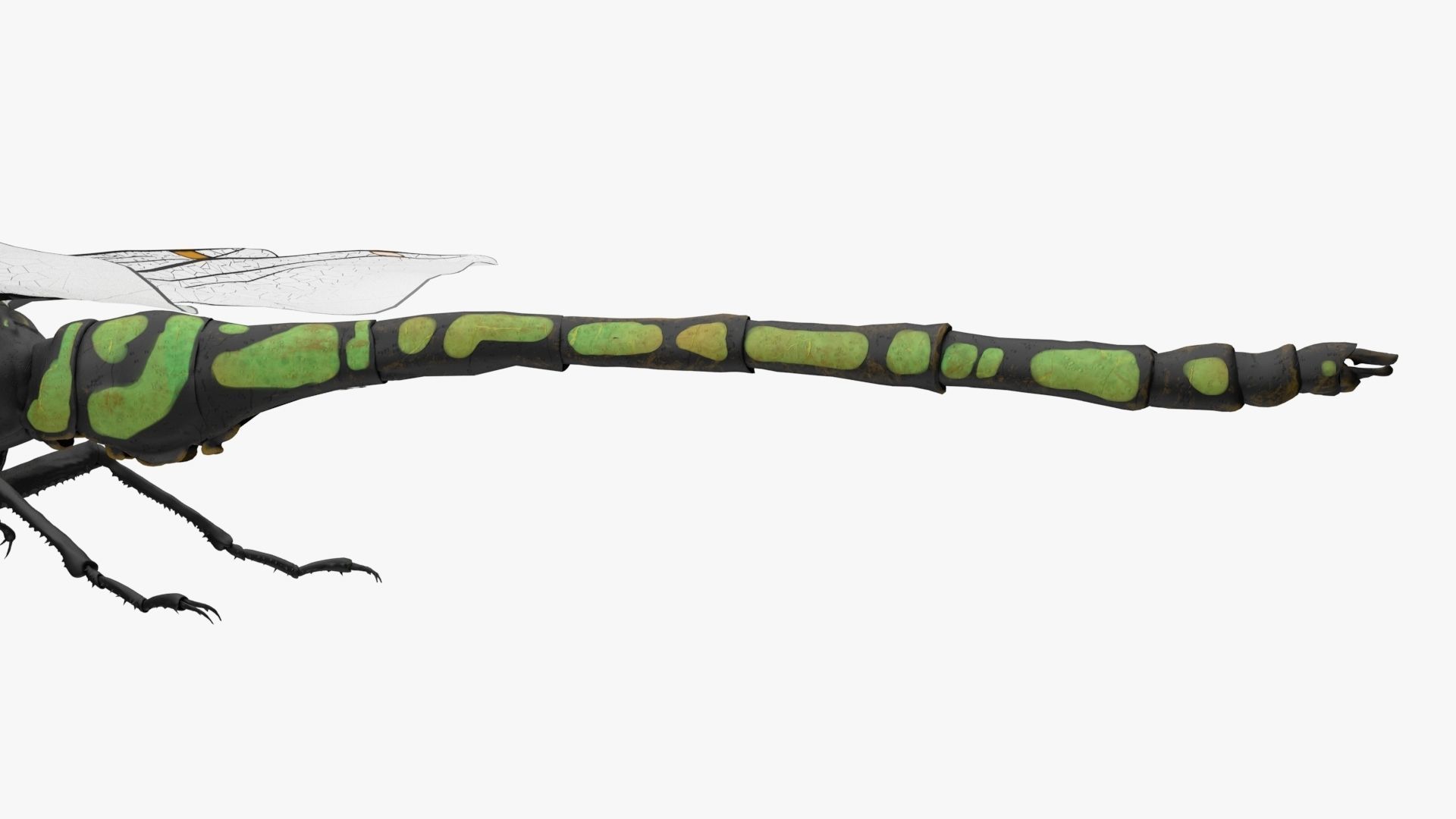 Dragon Fly  Low-poly 3D model_8