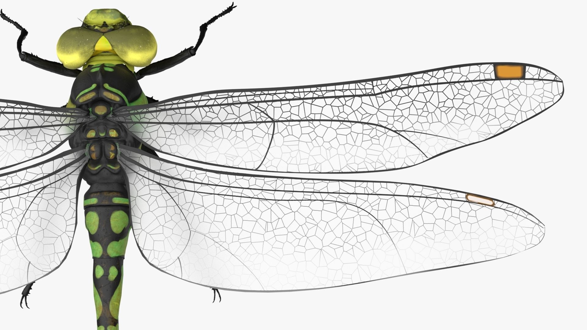 Dragon Fly  Low-poly 3D model_10