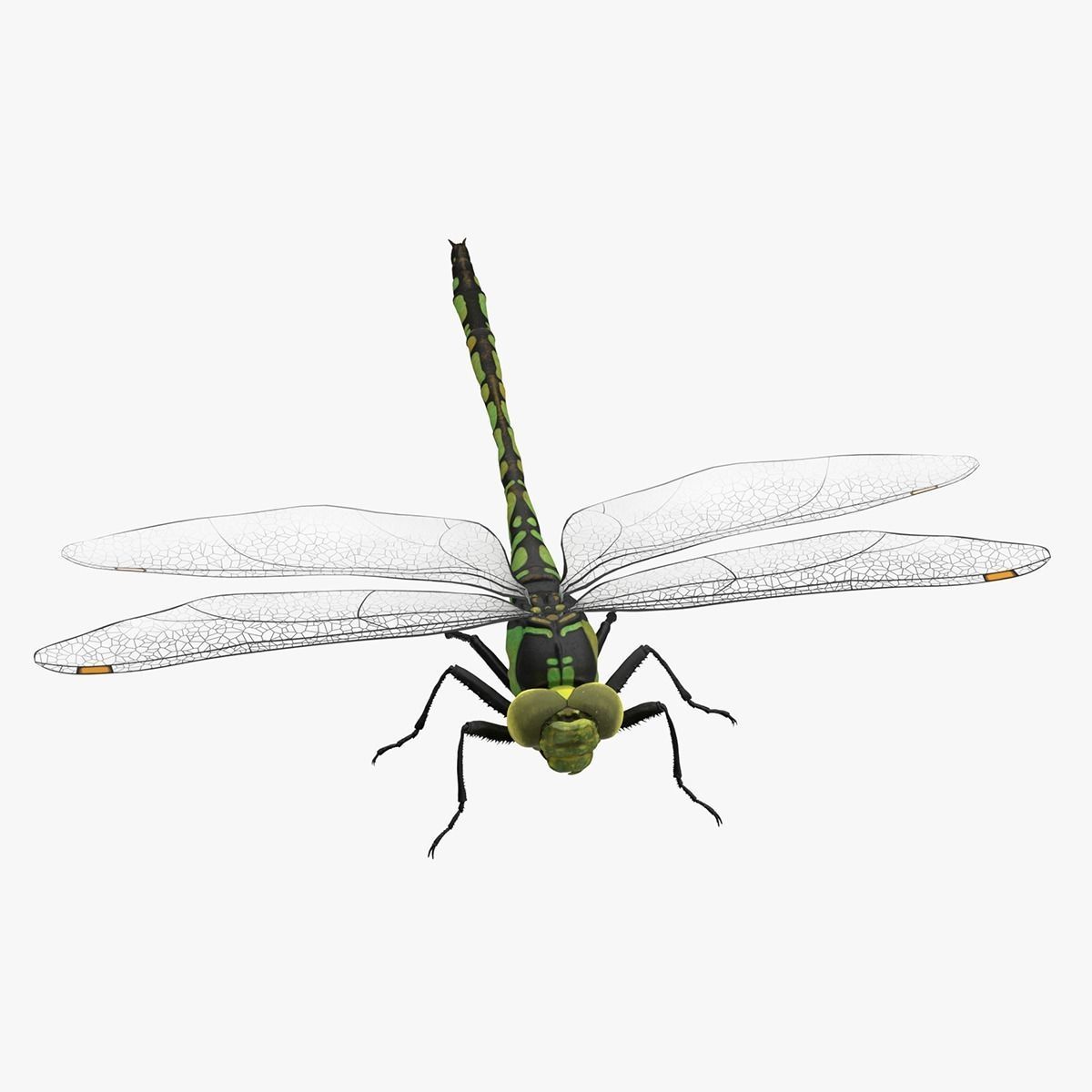 Dragon Fly  Low-poly 3D model_11
