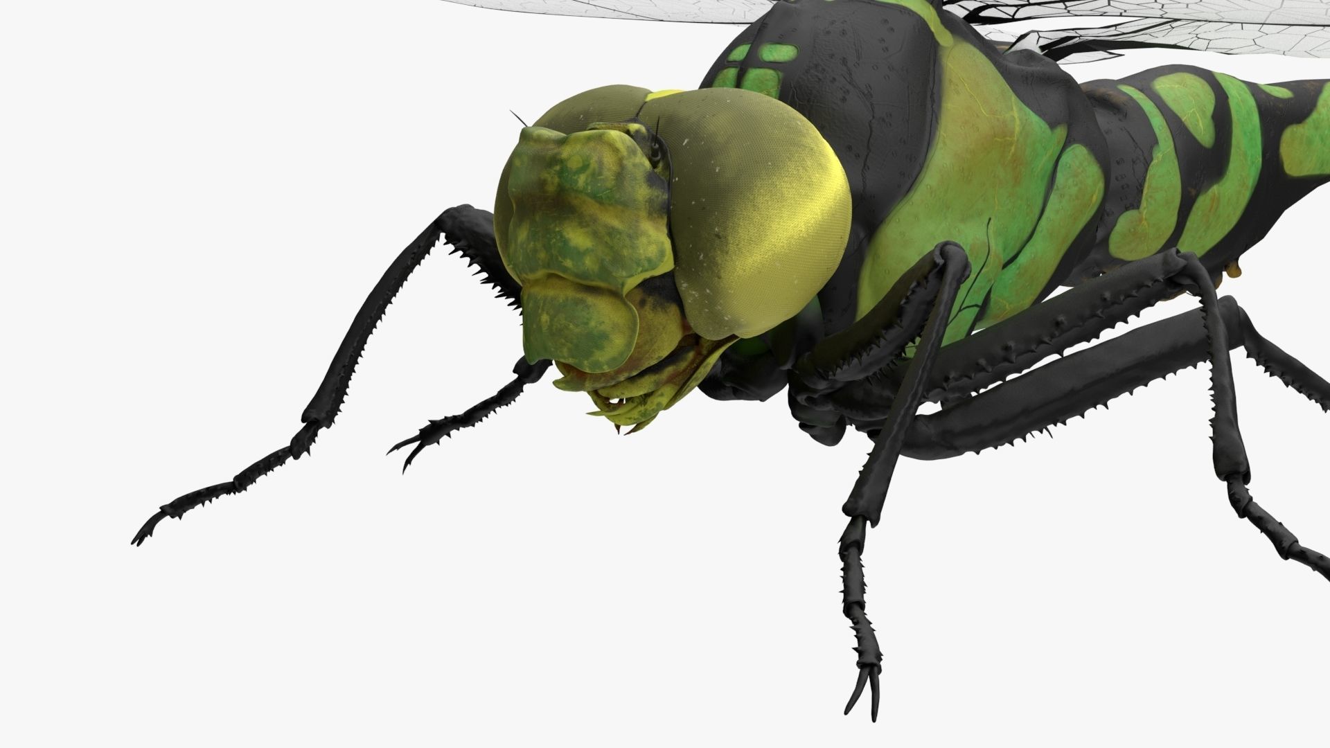 Dragon Fly  Low-poly 3D model_7