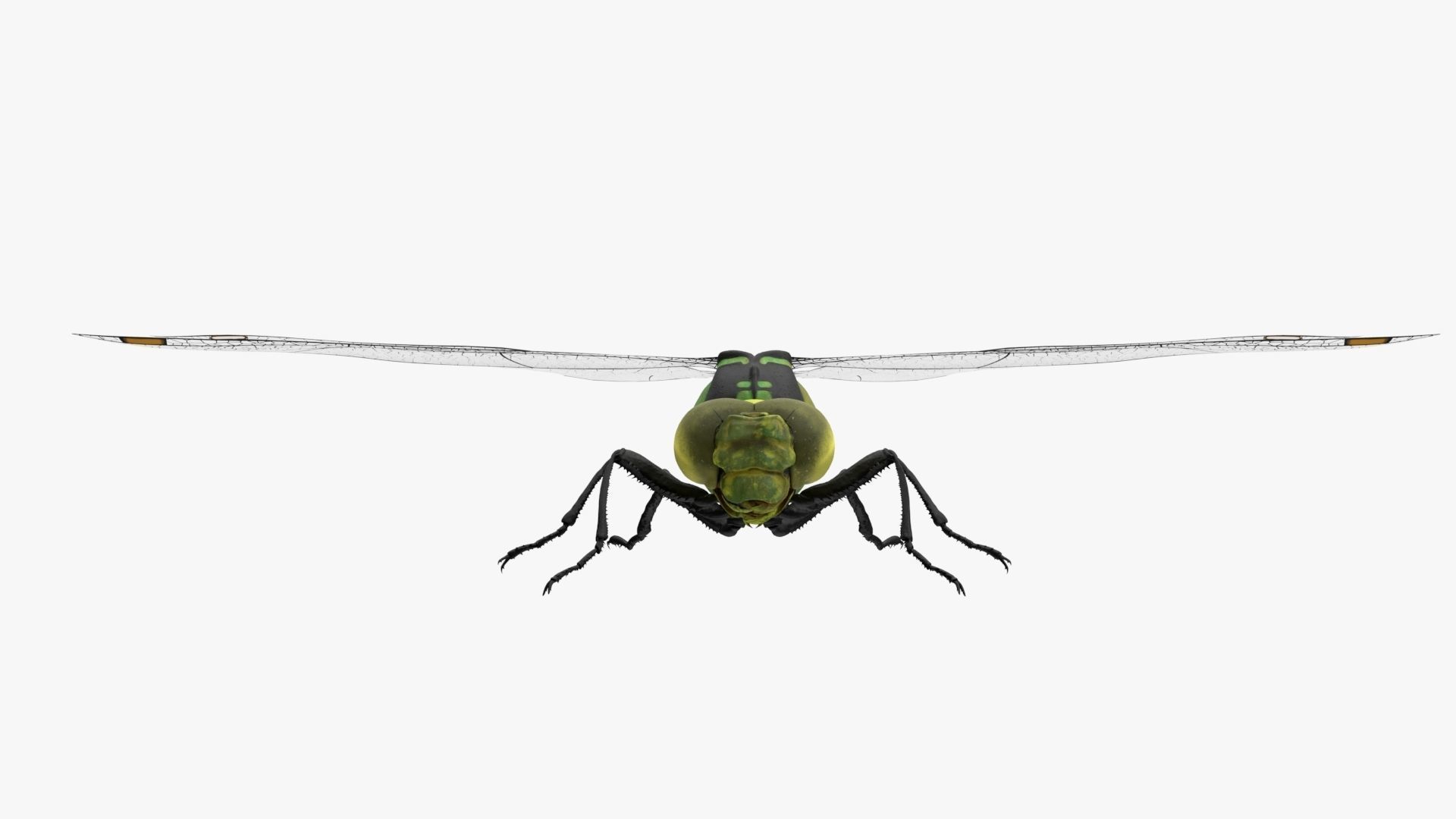 Dragon Fly  Low-poly 3D model_1