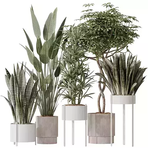 Indoor plants set 58 3D model