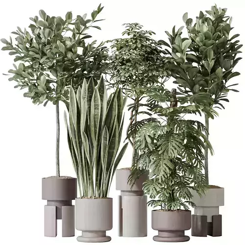 Indoor plant set 60 3D model
