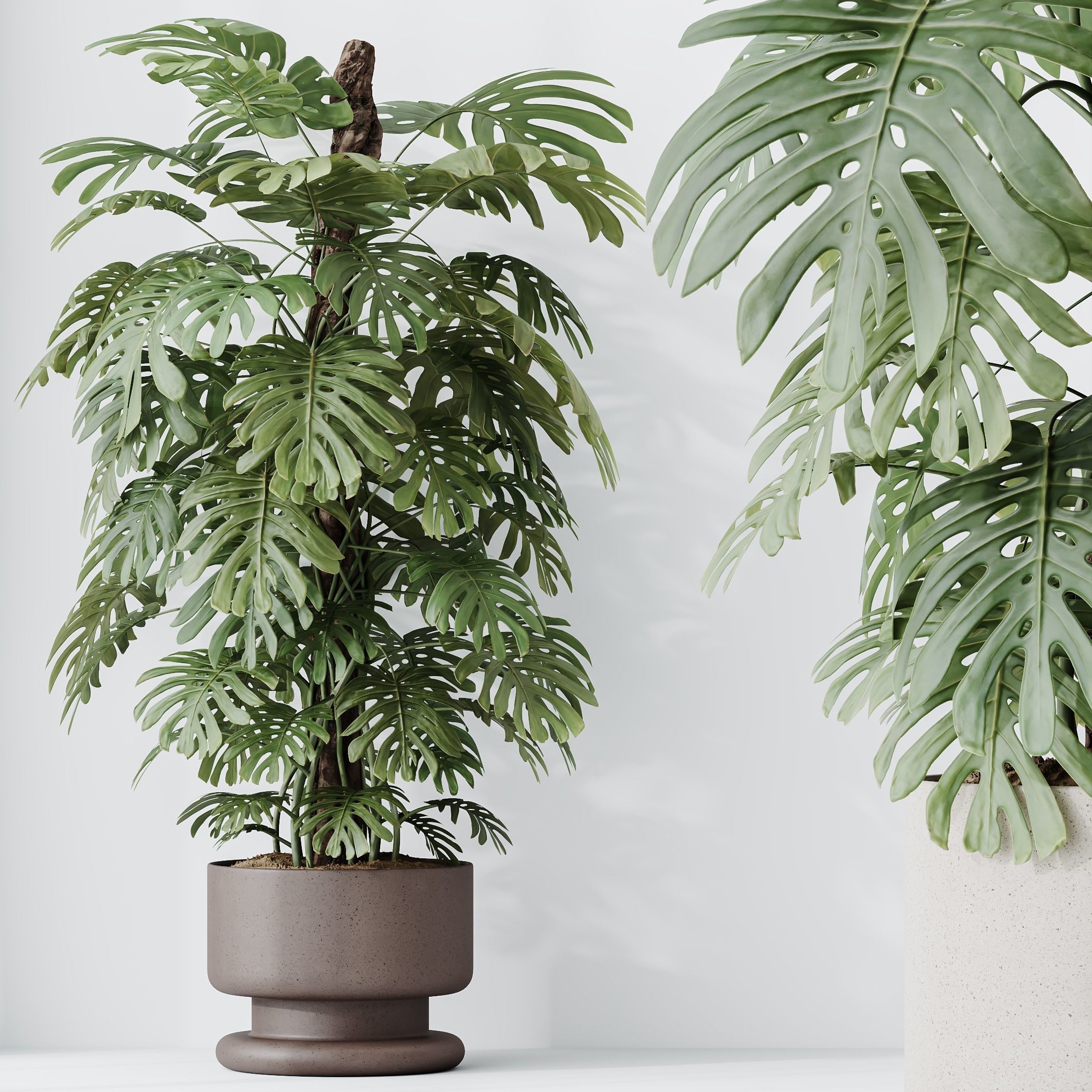 Indoor plant set 60 3D model_2