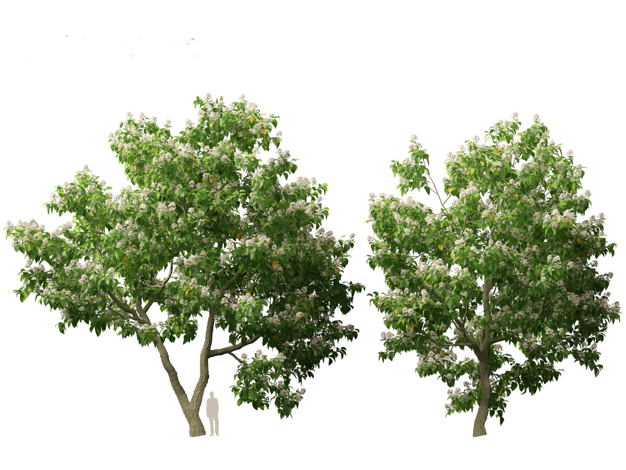Catalpa speciosa - Northern catalpa 3D model_12