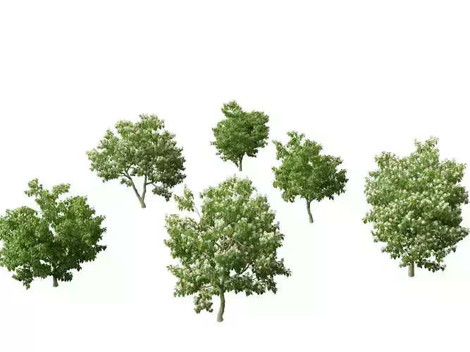 Catalpa speciosa - Northern catalpa