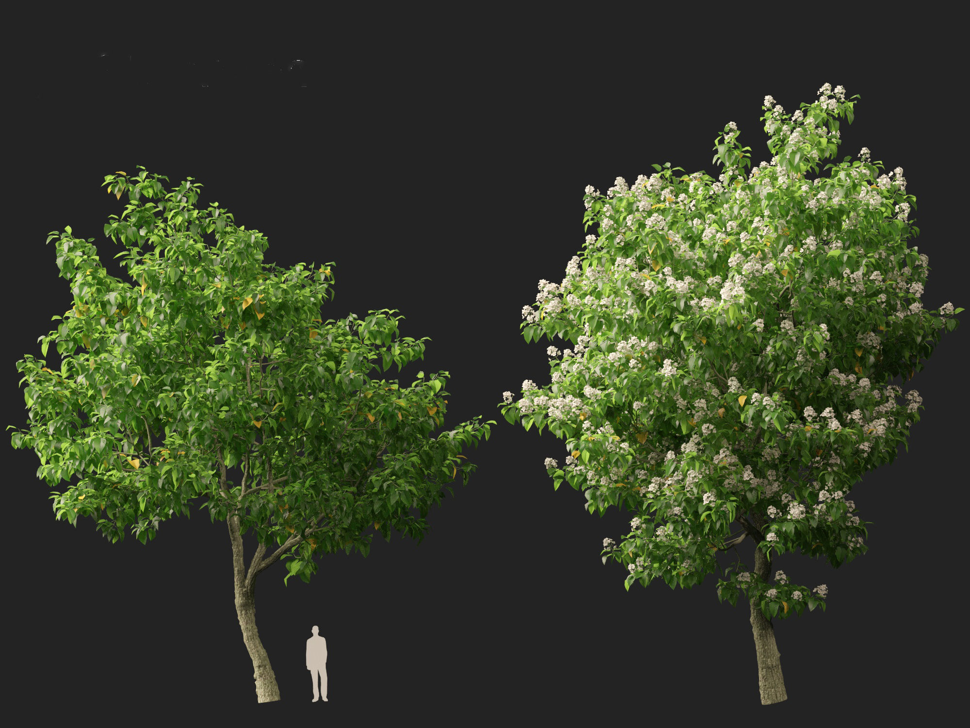 Catalpa speciosa - Northern catalpa 3D model_11