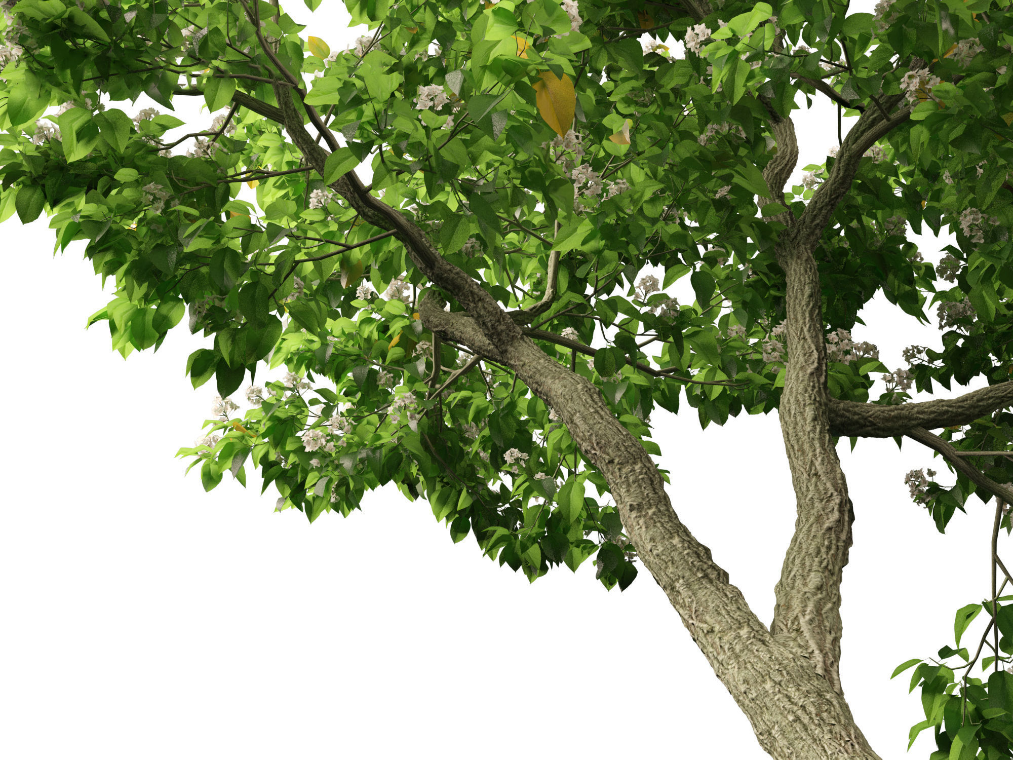 Catalpa speciosa - Northern catalpa 3D model_3