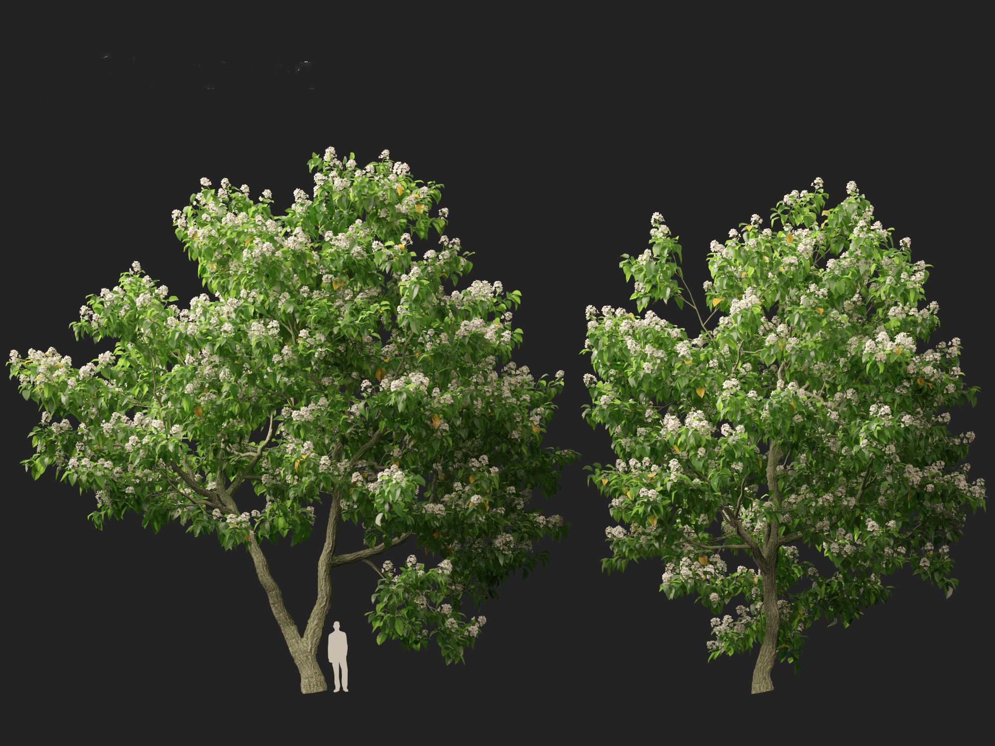 Catalpa speciosa - Northern catalpa 3D model_13