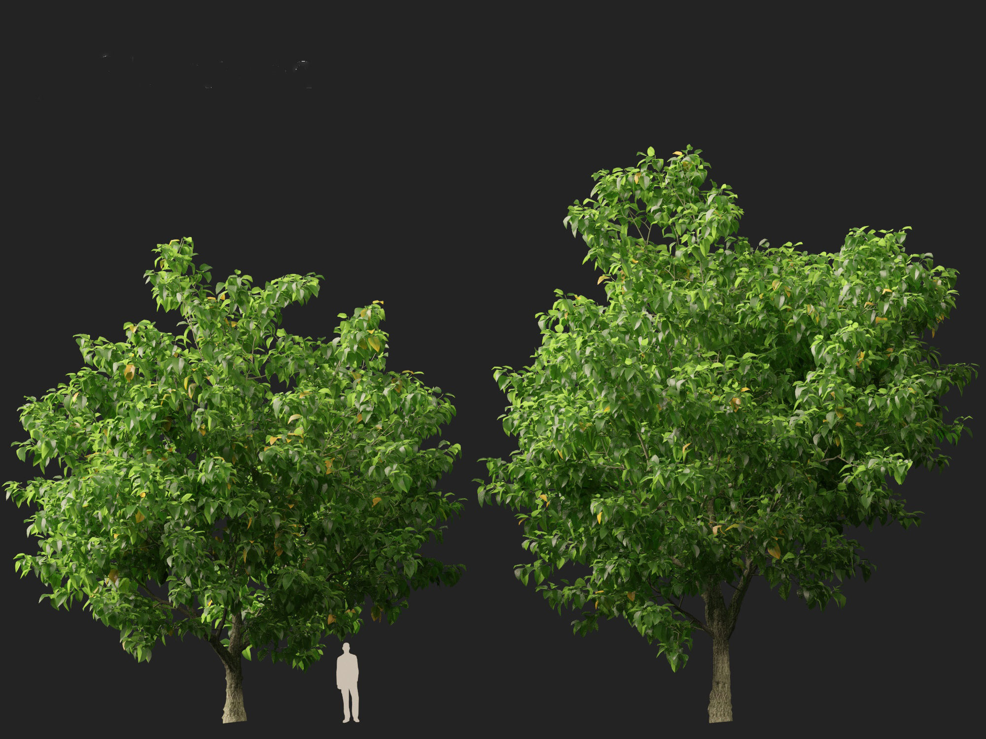 Catalpa speciosa - Northern catalpa 3D model_9