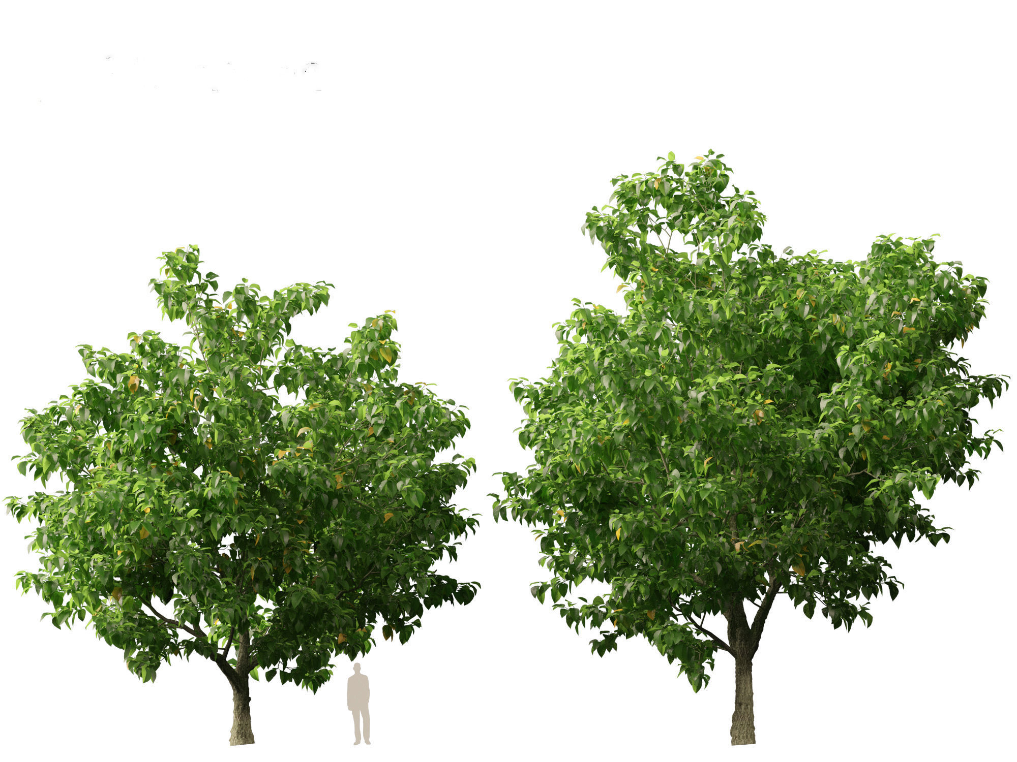 Catalpa speciosa - Northern catalpa 3D model_8