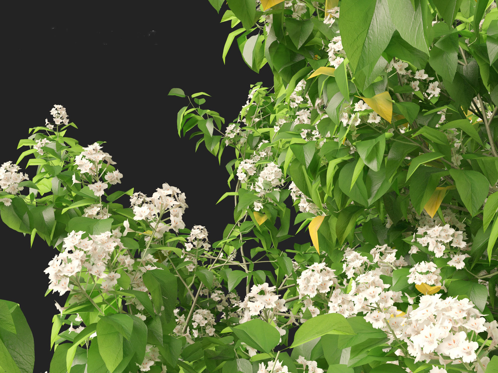 Catalpa speciosa - Northern catalpa 3D model_6