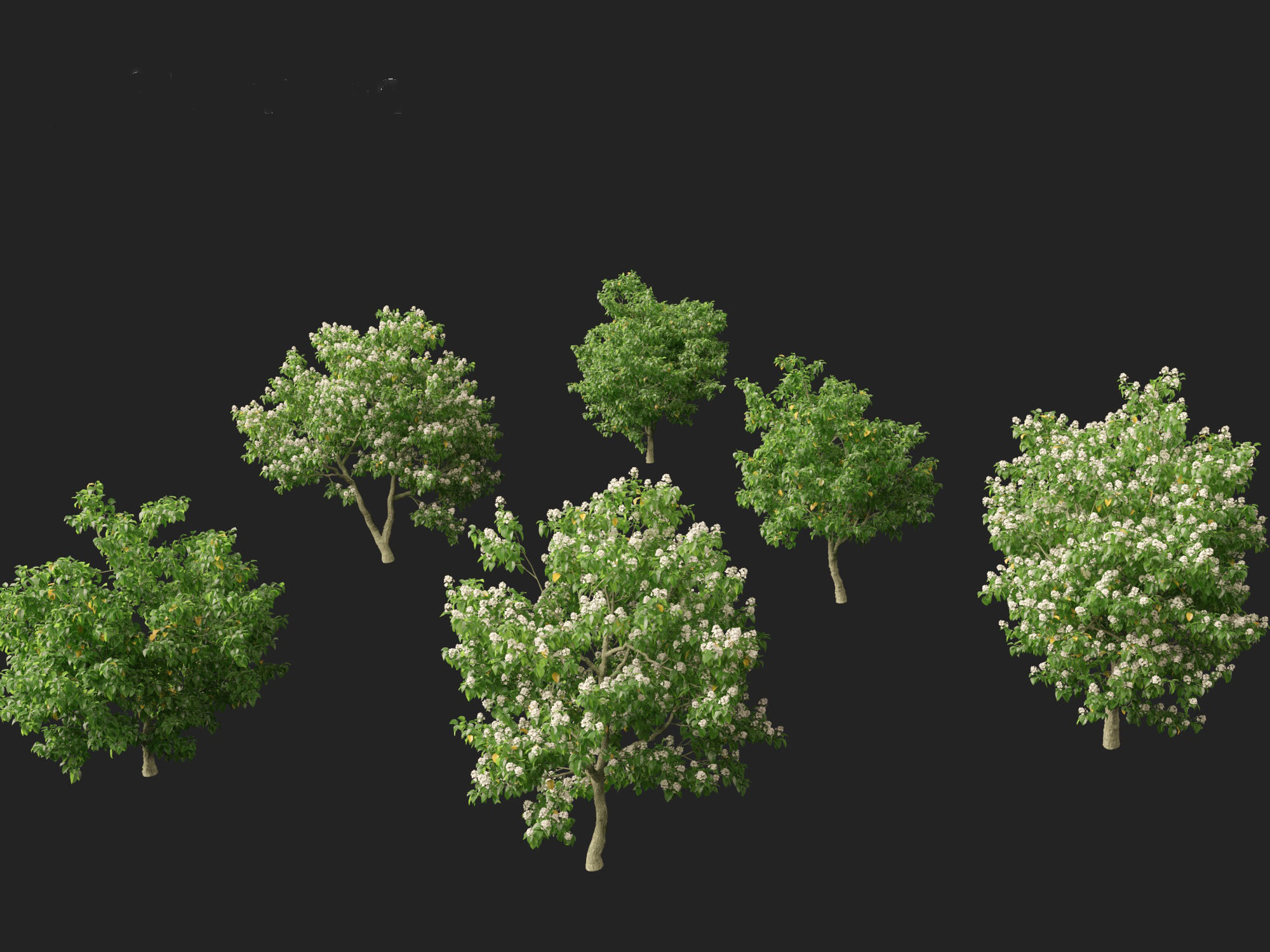 Catalpa speciosa - Northern catalpa 3D model_2