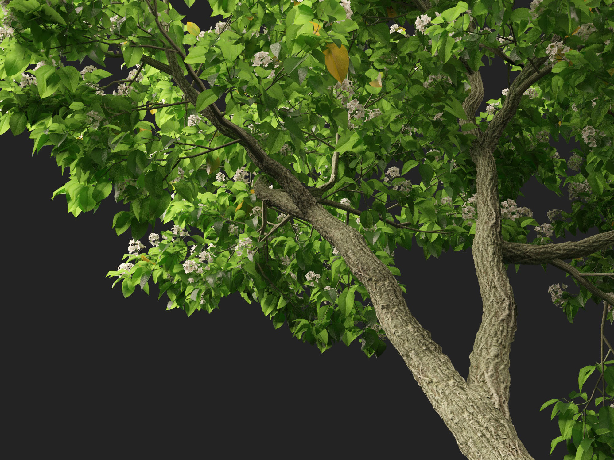 Catalpa speciosa - Northern catalpa 3D model_4