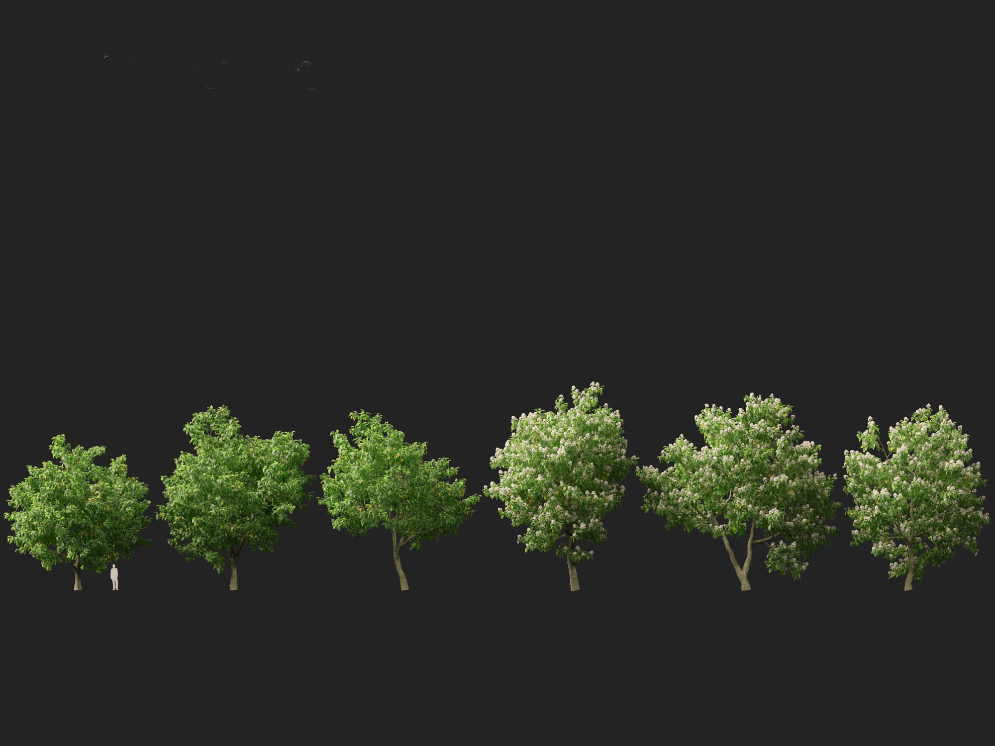 Catalpa speciosa - Northern catalpa 3D model_7