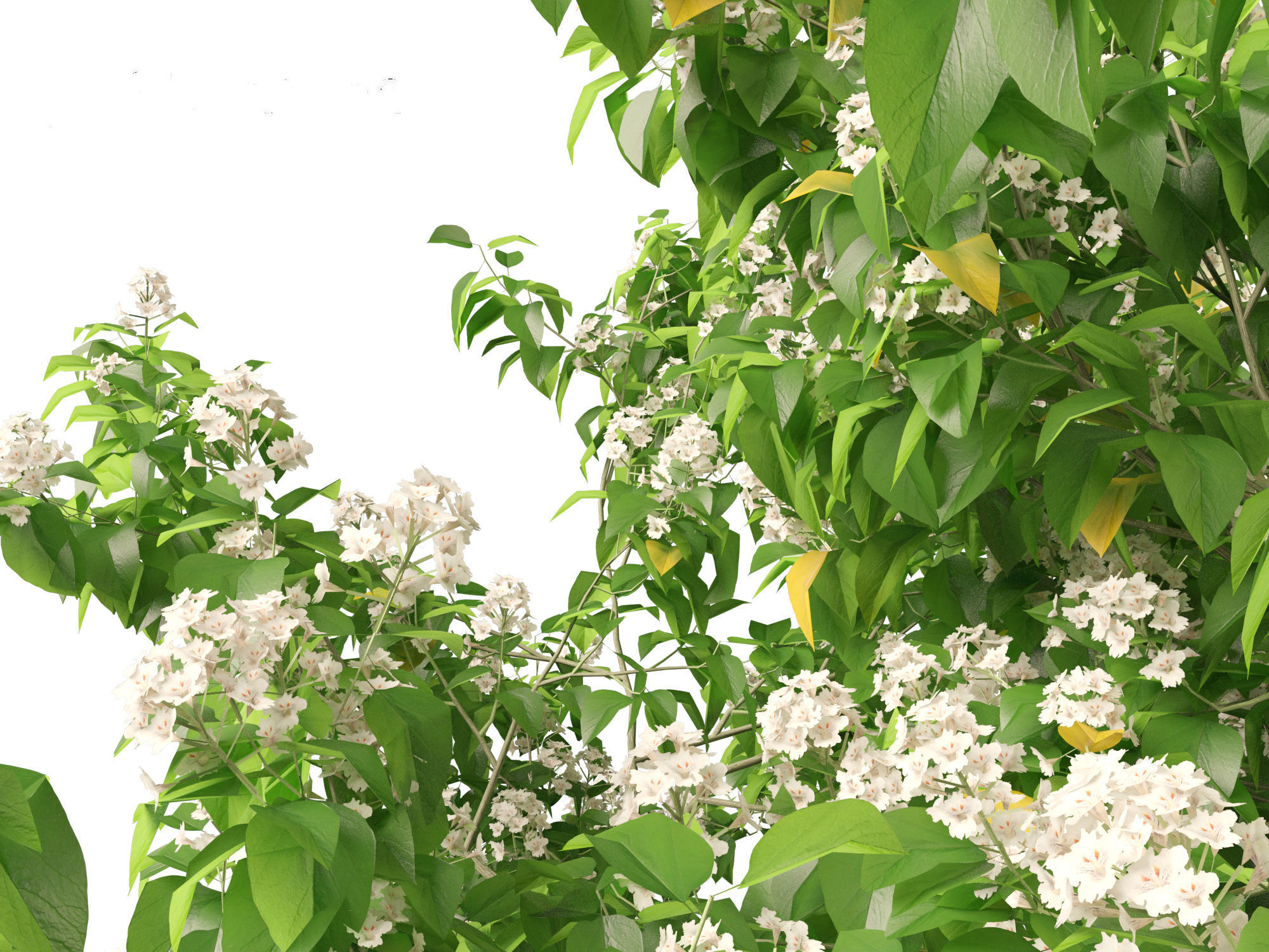 Catalpa speciosa - Northern catalpa 3D model_5