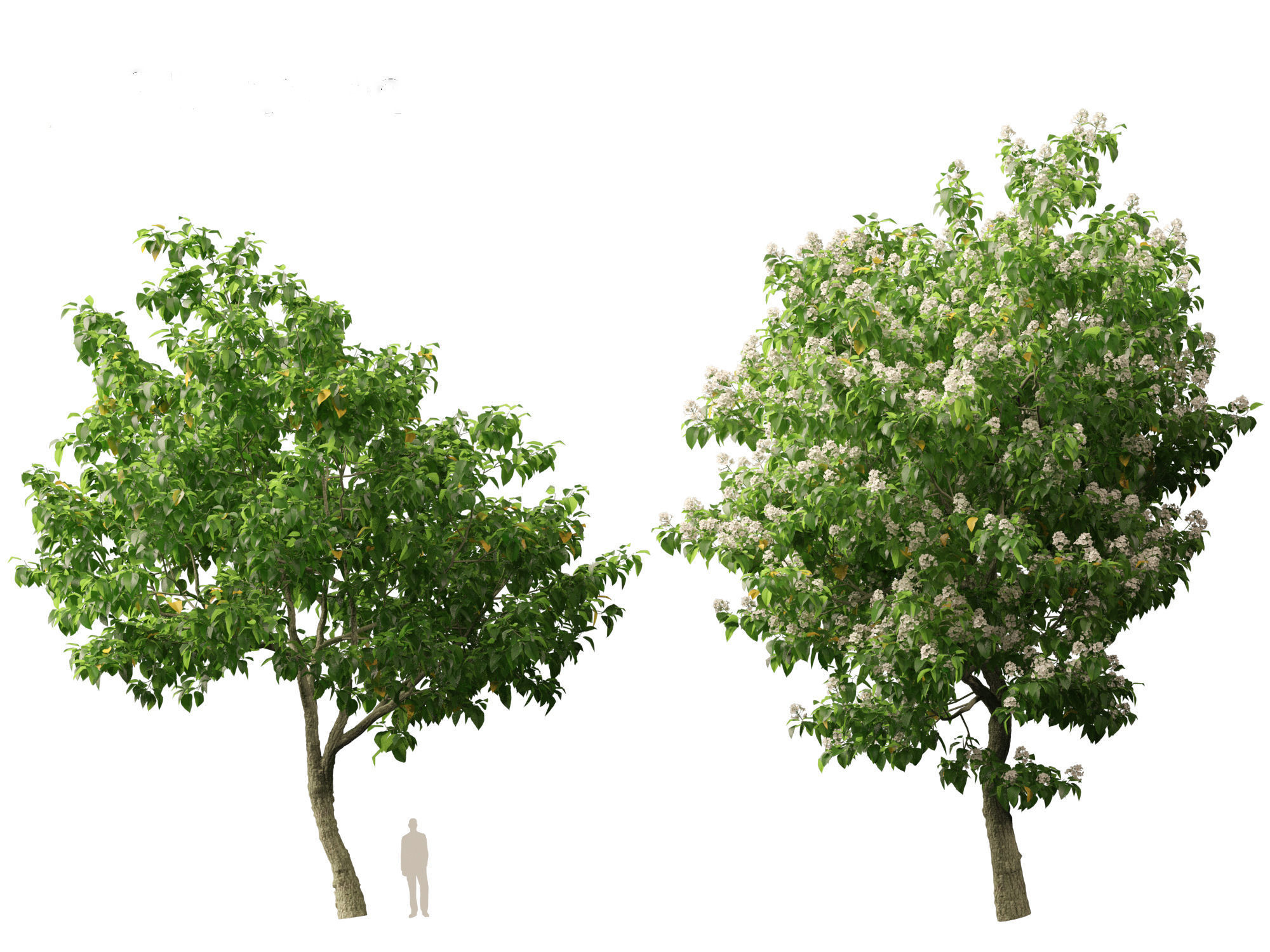 Catalpa speciosa - Northern catalpa 3D model_10