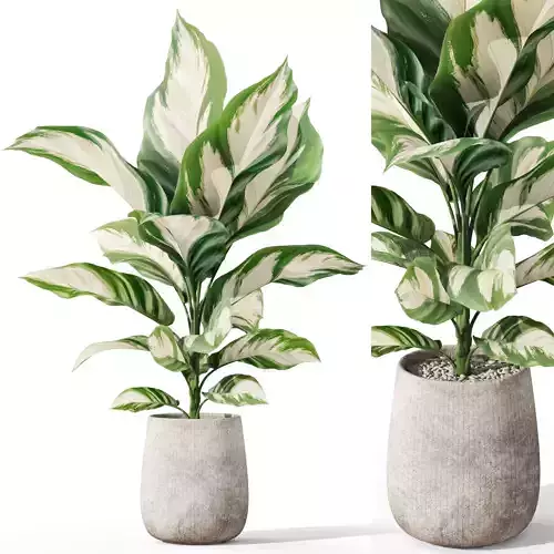 Plants collection 1063