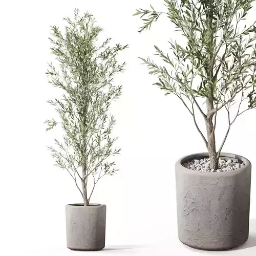 Plants collection 1065