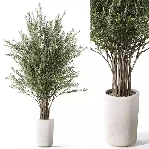 Plants collection 1067