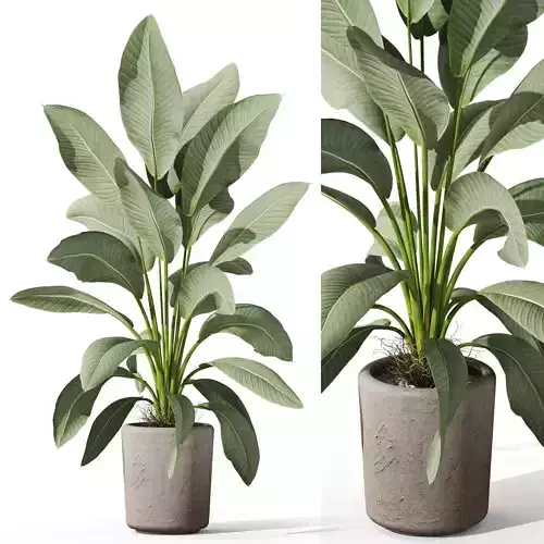 Plants collection 1068