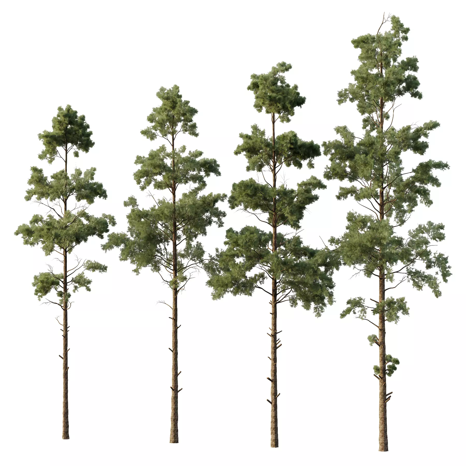 Pin Tree 06 3D model_0