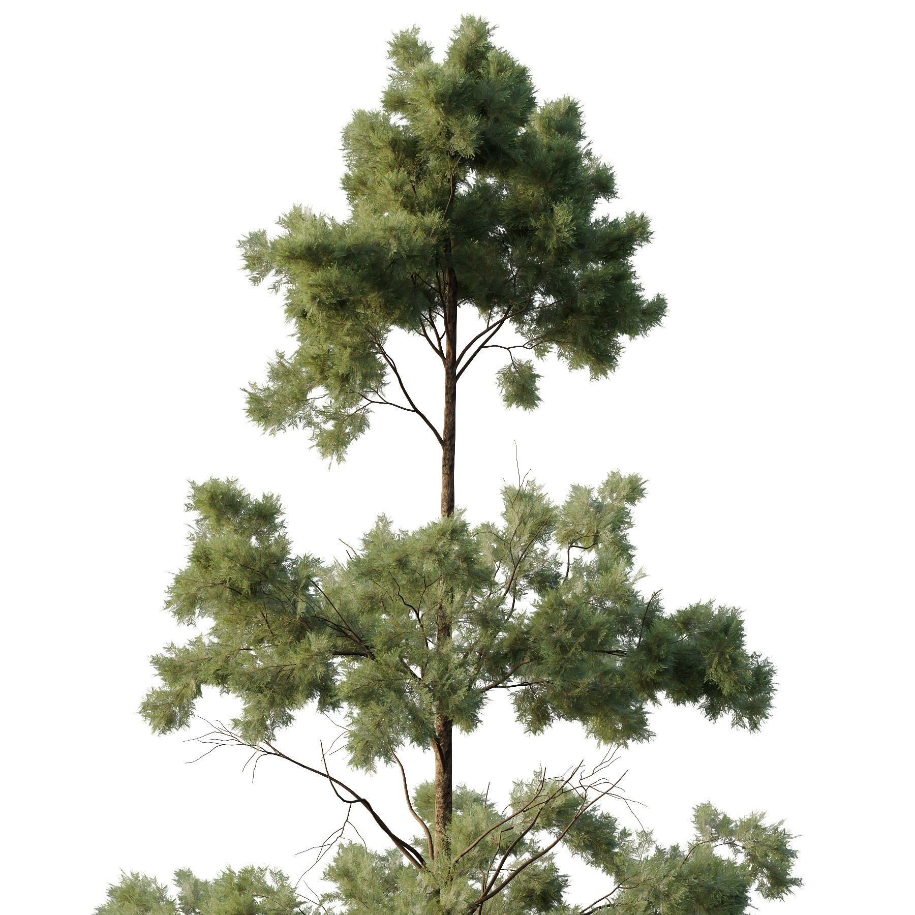 Pin Tree 06 3D model_1