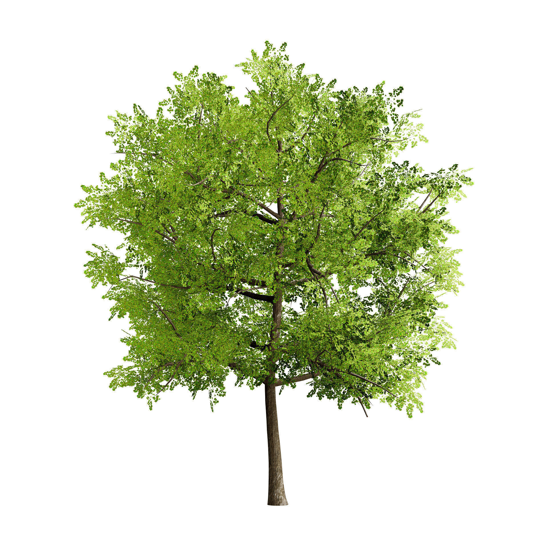 Low Poly Plane Tree Variety Pack with free tutorial Low-poly 3D model_6