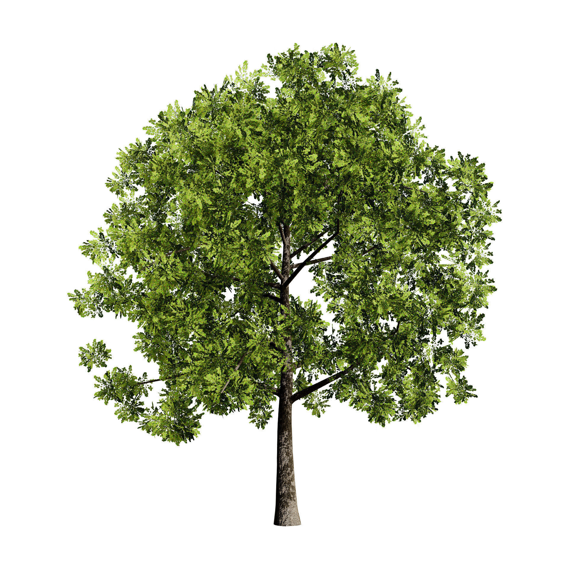 Low Poly Plane Tree Variety Pack with free tutorial Low-poly 3D model_8