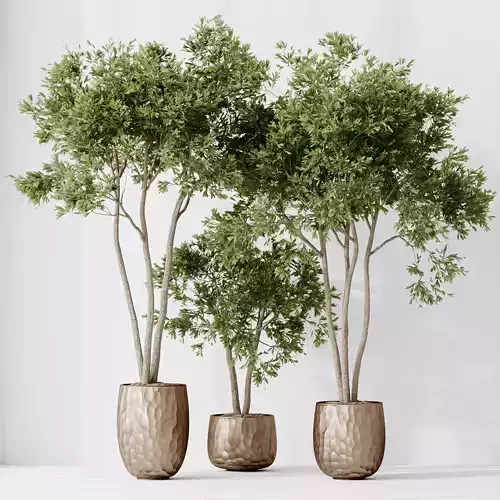 Kalamata Leccino Arbequina Wilsonii Chemlali Olive Set 26 3D model