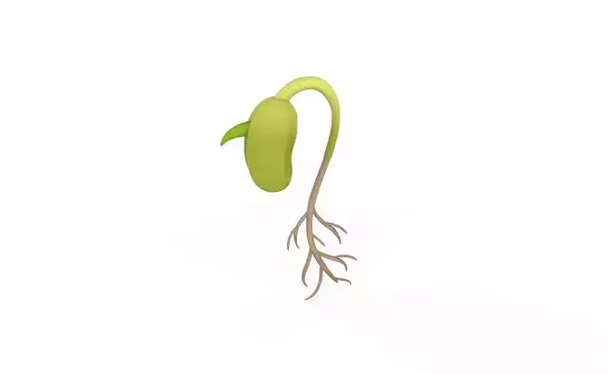 Prop38 Green Bean Sprouts Have Roots