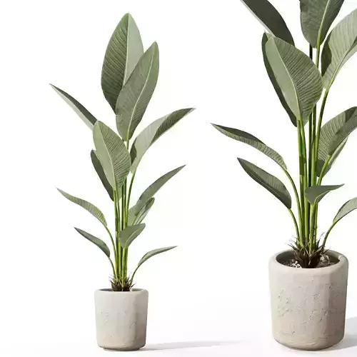 Plants collection 1069