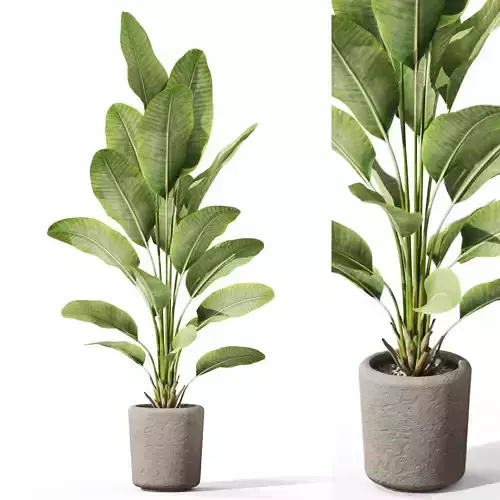 Plants collection 1070