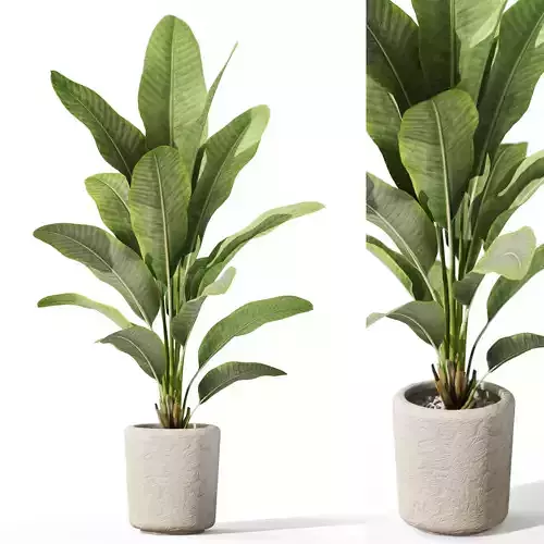 Plants collection 1071