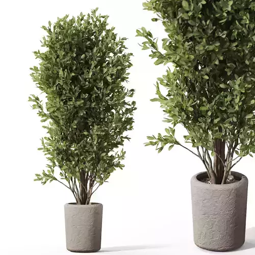 Plants collection 1072