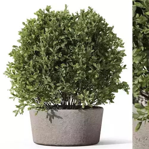 Plants collection 1073