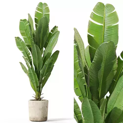 Plants collection 1075