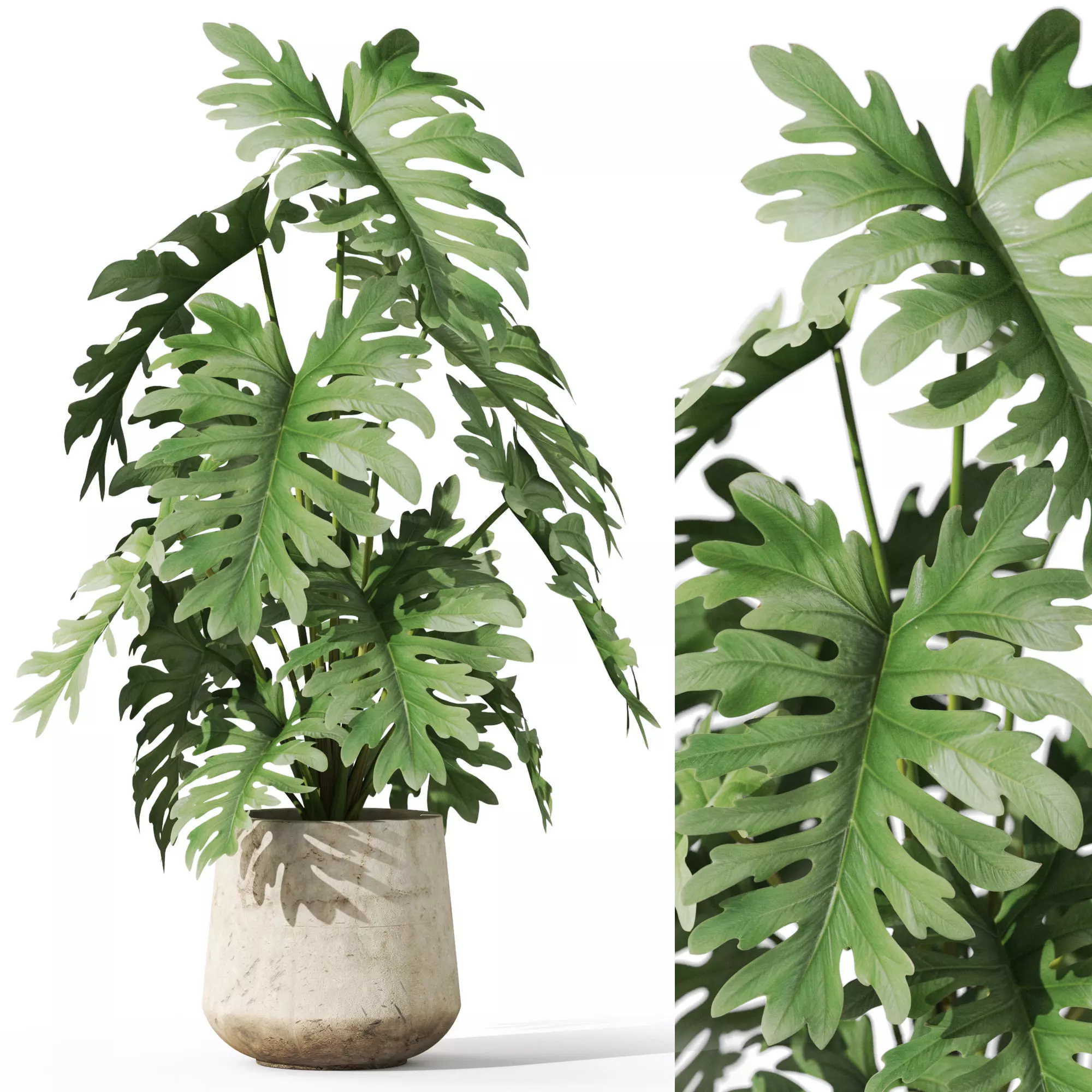 Plants collection 1076 3D model