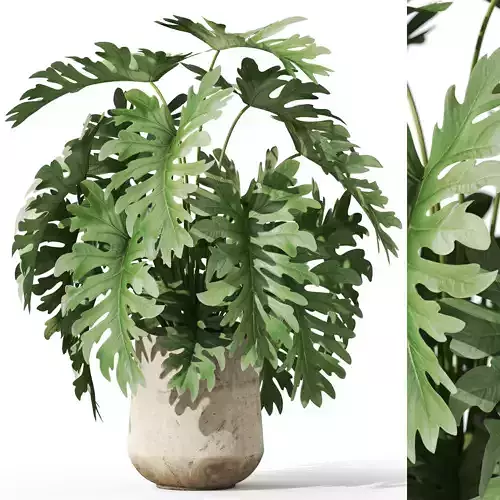 Plants collection 1077