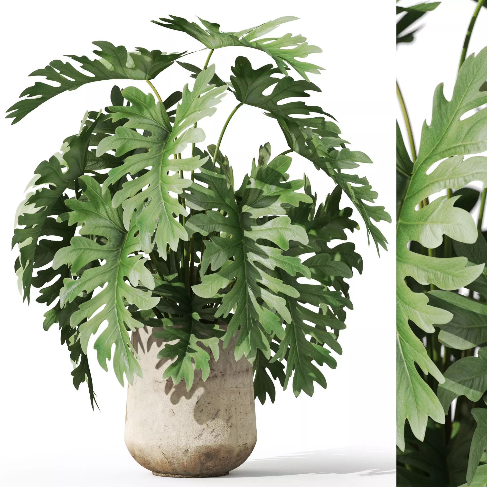 Plants collection 1077 3D model